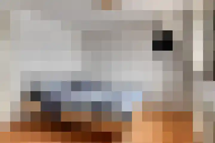 Kruispoort 11 Steenbergen thumbnail 4