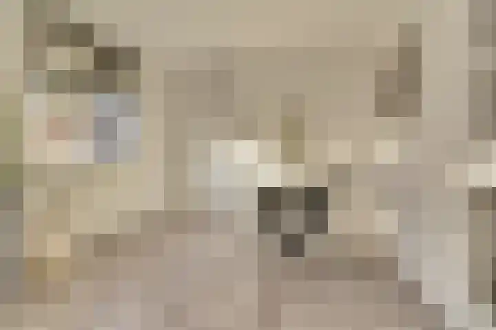 Kruisstraat 1 1 Dieren thumbnail 12
