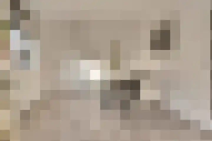 Kruisstraat 1 1 Dieren thumbnail 13
