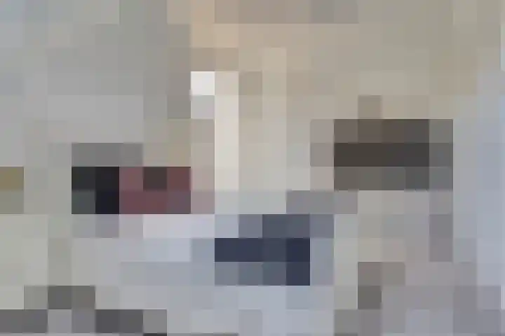Kruisstraat 1 1 Dieren thumbnail 20
