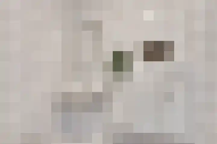 Kruisstraat 34 Stramproy thumbnail 31