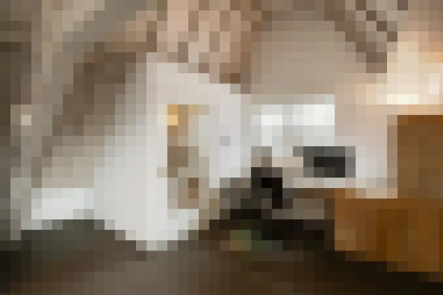 Kruisstraat 4 's-Hertogenbosch thumbnail 26