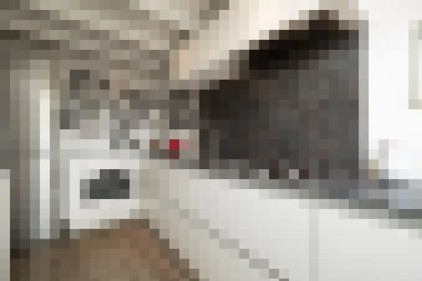 Kruisstraat 4 's-Hertogenbosch thumbnail 28