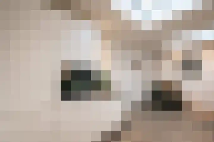 Kruisstraat 45 Oss thumbnail 12