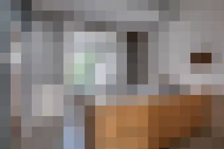 Kruisstraat 5 Dieren thumbnail 12