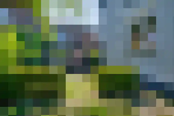 Kruisstraat 5 Dieren thumbnail 35