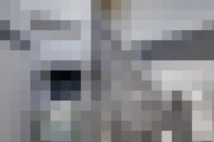 Kruisstraat 5 Dieren thumbnail 61