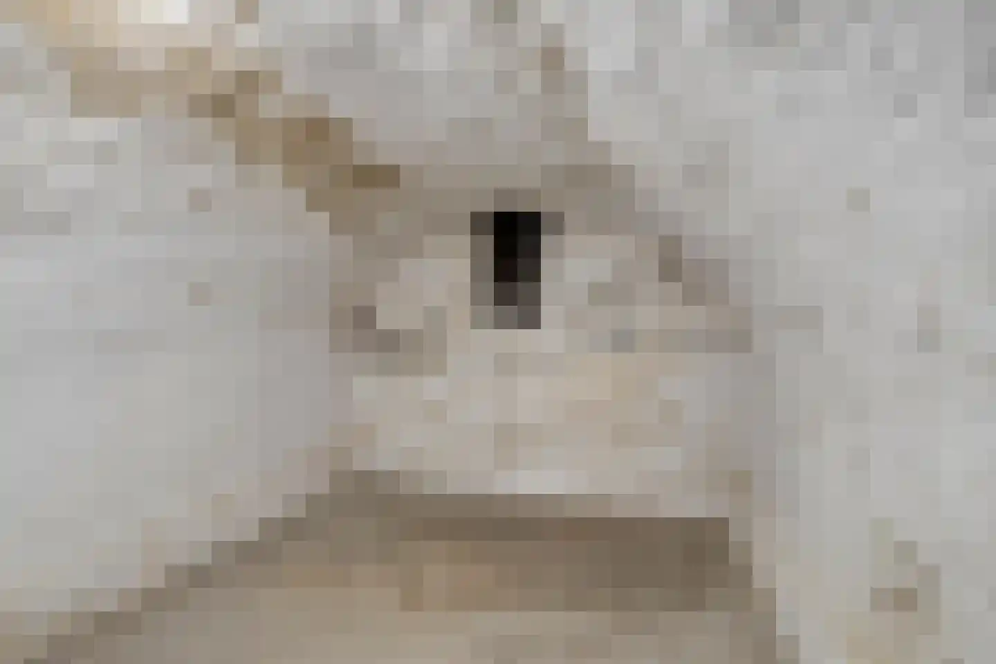 Kruisstraat 94 Stein thumbnail 40