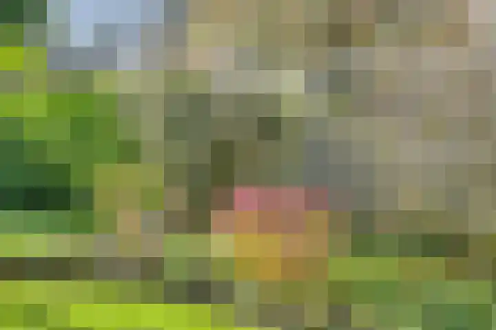 Kruisven 24 Tolbert thumbnail 32