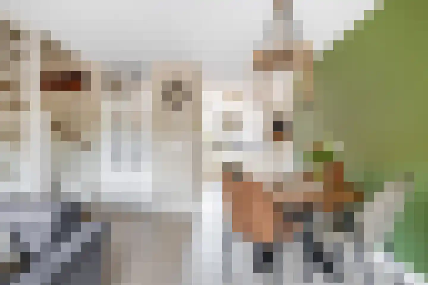 Kruiszwin 1150 Julianadorp thumbnail 7