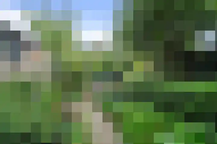 Kruiszwin 1205 Julianadorp thumbnail 13