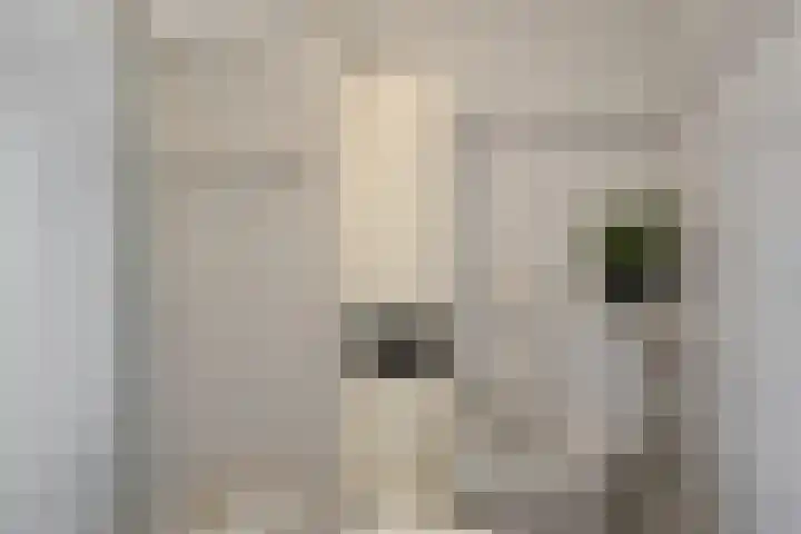 Kruiszwin 2317 Julianadorp thumbnail 23