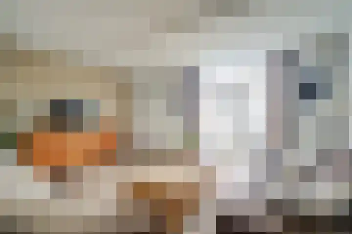 Kruiszwin 2331 Julianadorp thumbnail 20