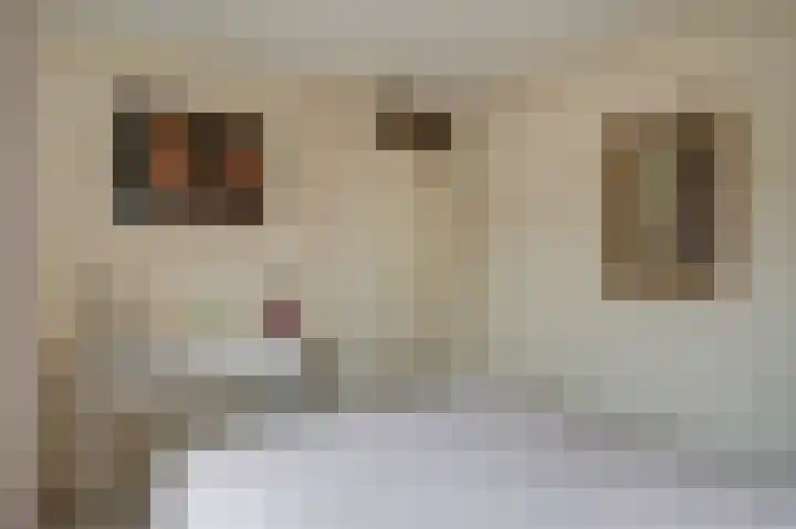 Kruiszwin 2331 Julianadorp thumbnail 28