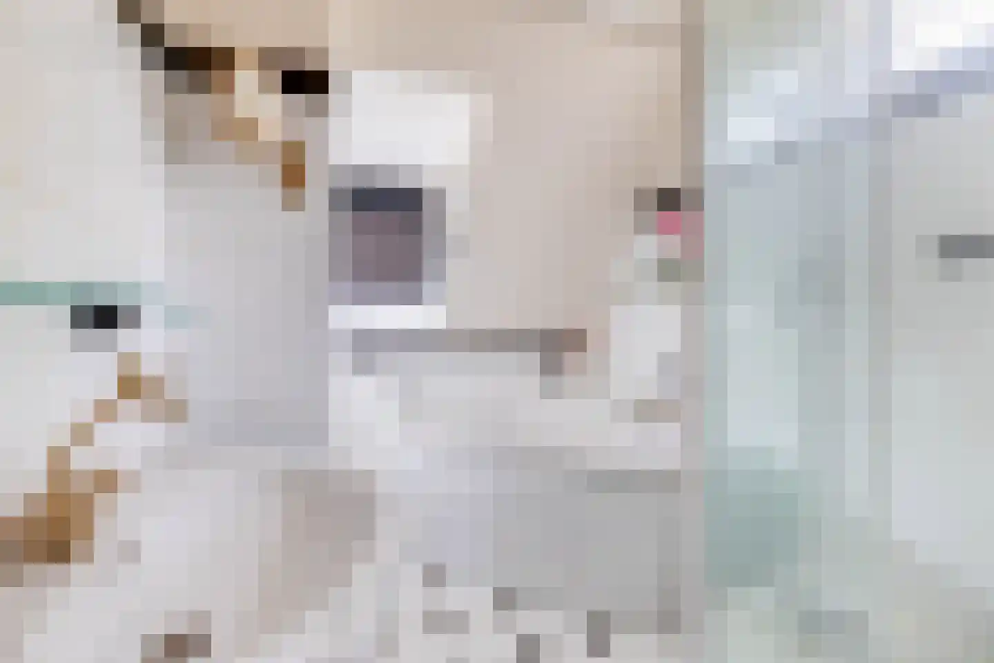 Kruiszwin 3925 Julianadorp thumbnail 27