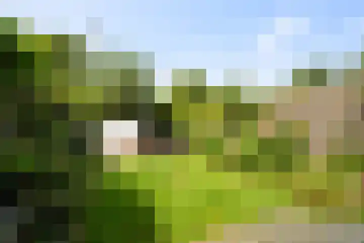 Kruiszwin 4418 Julianadorp thumbnail 24
