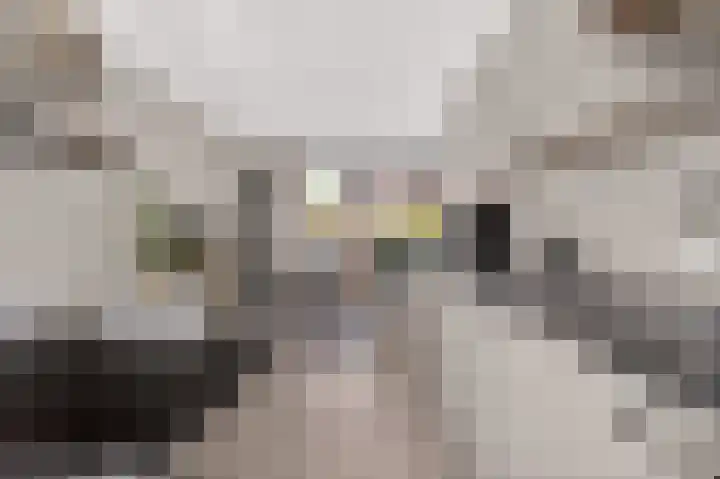 Kruizemunt 1 Vroomshoop thumbnail 15