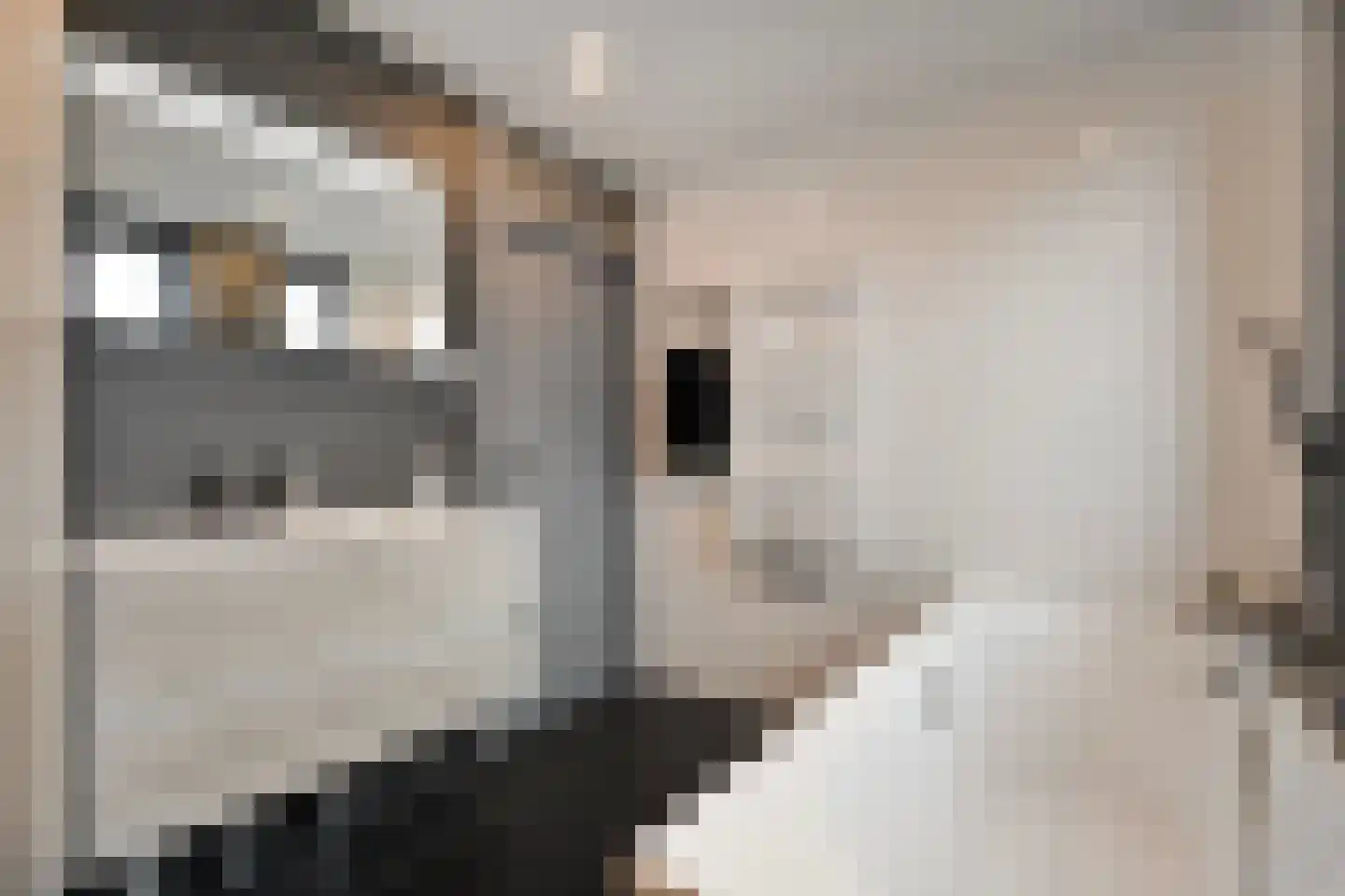 Kruizemunt 31 Raalte thumbnail 29