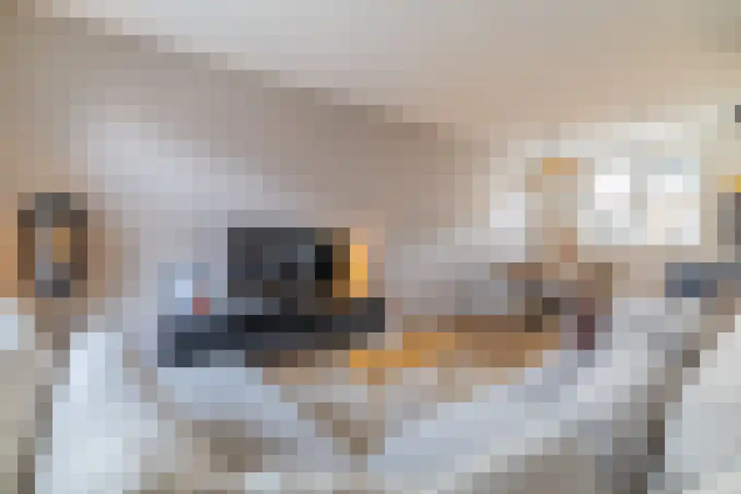 Kruizemunt 9 Vroomshoop thumbnail 10