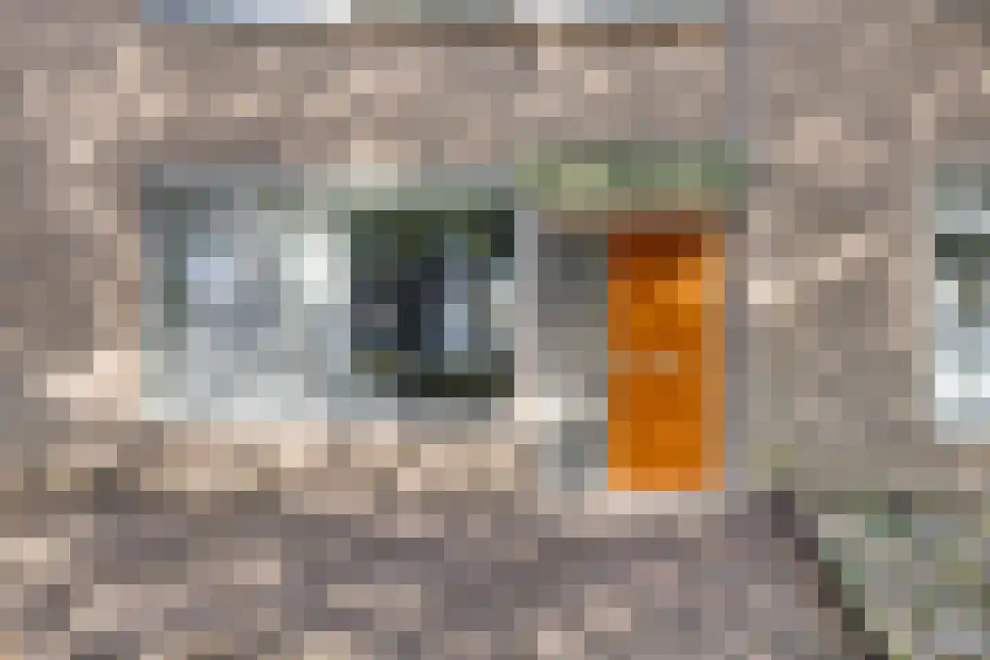 Kruizemuntstraat 149 Apeldoorn thumbnail 36