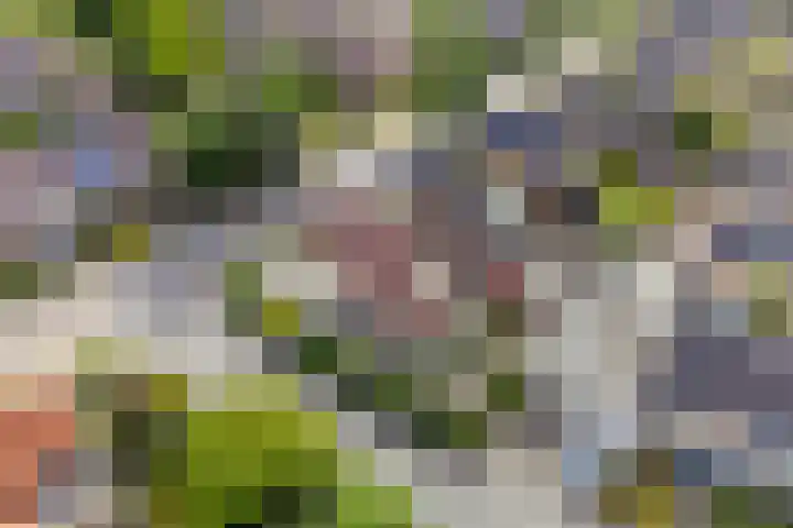 Kruizemuntstraat 18 Apeldoorn thumbnail 39
