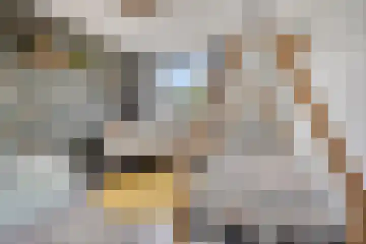 Kruizemuntstraat 701 Apeldoorn thumbnail 21