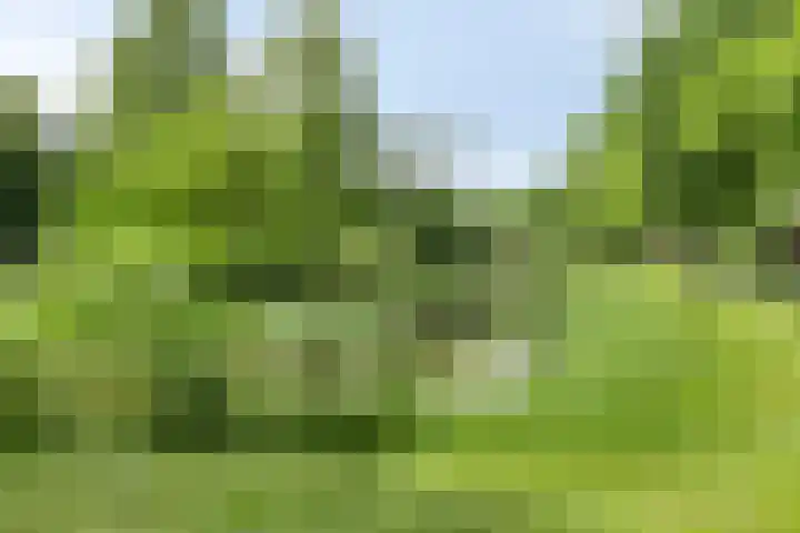 Kruizemuntweg 19 Haren Gn thumbnail 34