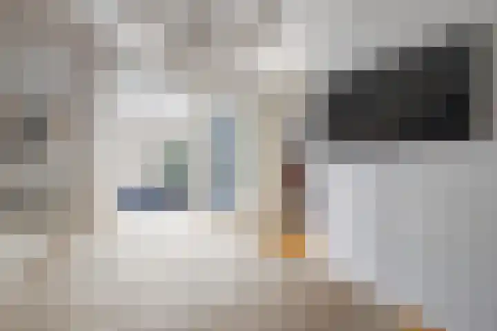 Krulbolruwe 17 Maastricht thumbnail 4