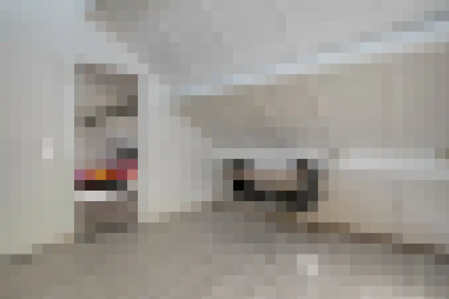 Krulmate 109 Zwolle thumbnail 28
