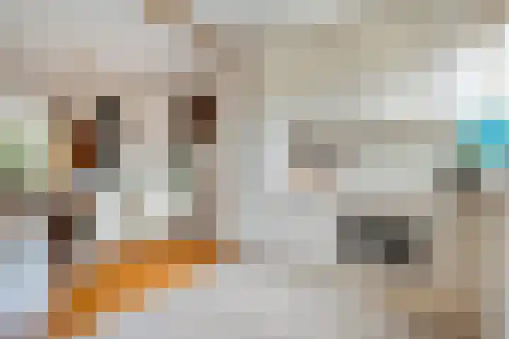Krulmate 12 Zwolle thumbnail 10