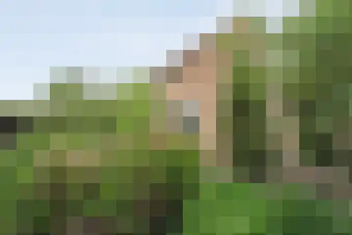 Krulmate 12 Zwolle thumbnail 33