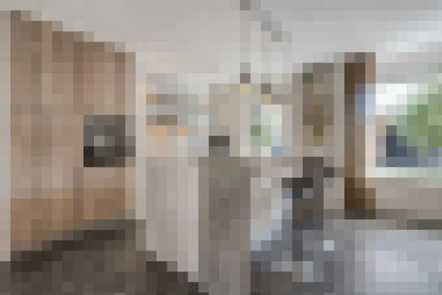 Krulmate 28 Zwolle thumbnail 16