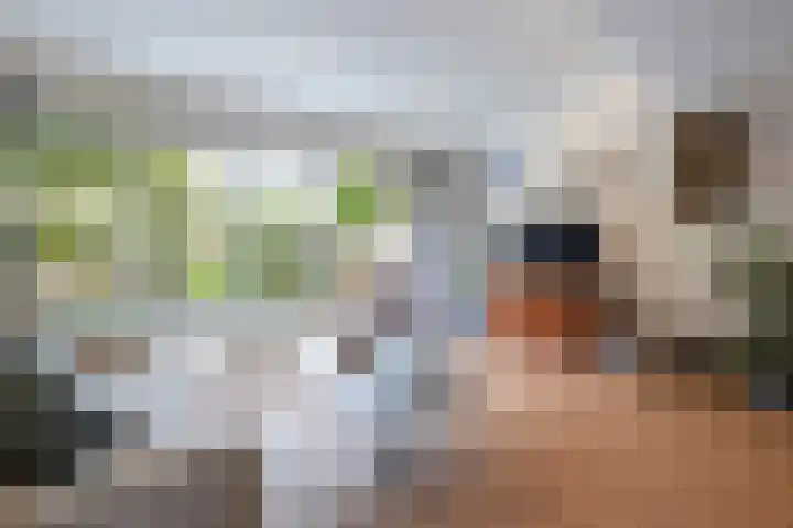 Krulmos 13 Nieuwerkerk aan den IJssel thumbnail 10