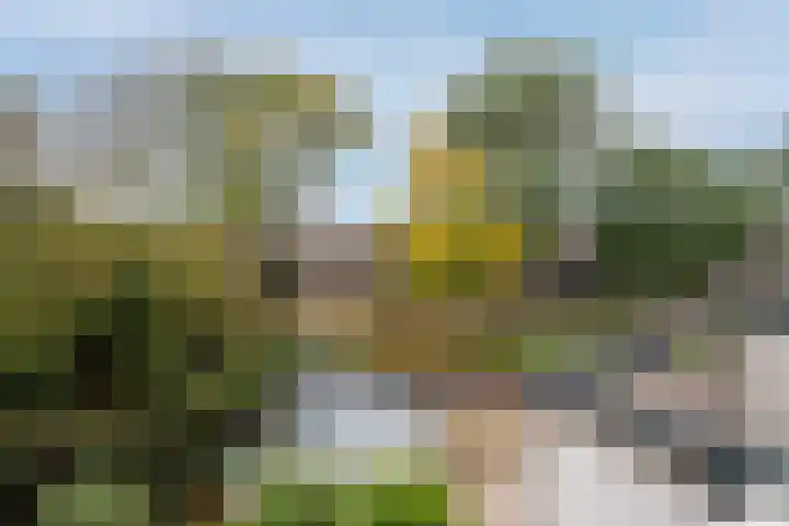 Krulmos 13 Nieuwerkerk aan den IJssel thumbnail 26