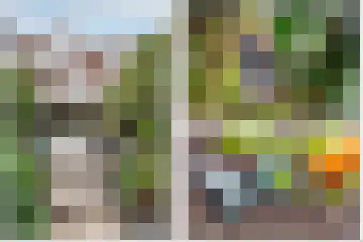 Krulmos 13 Nieuwerkerk aan den IJssel thumbnail 27