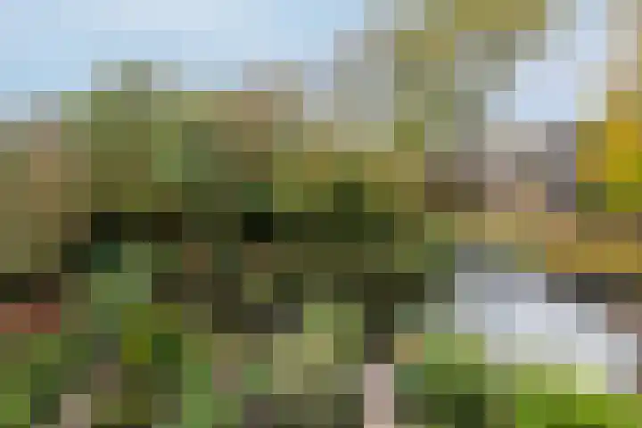 Krulmos 13 Nieuwerkerk aan den IJssel thumbnail 30