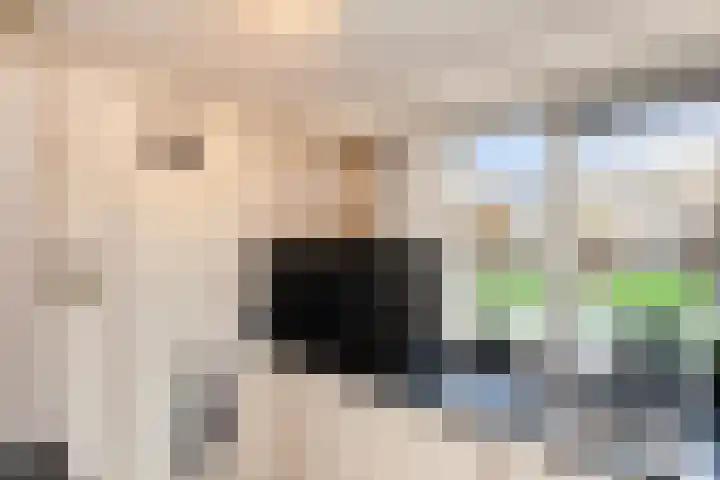 Krulmos 30 Alblasserdam thumbnail 10