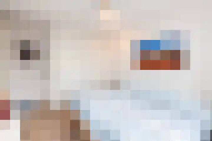 Krulmos 30 Alblasserdam thumbnail 17