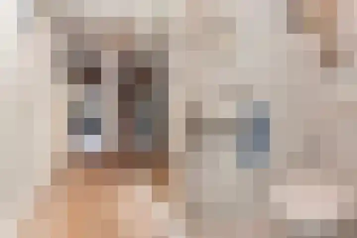 Krulmos 30 Alblasserdam thumbnail 5