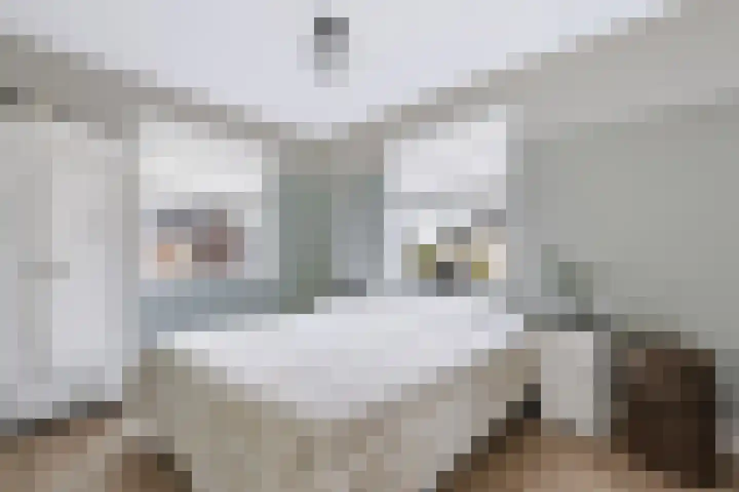 Krulzoom 46 Assen thumbnail 14