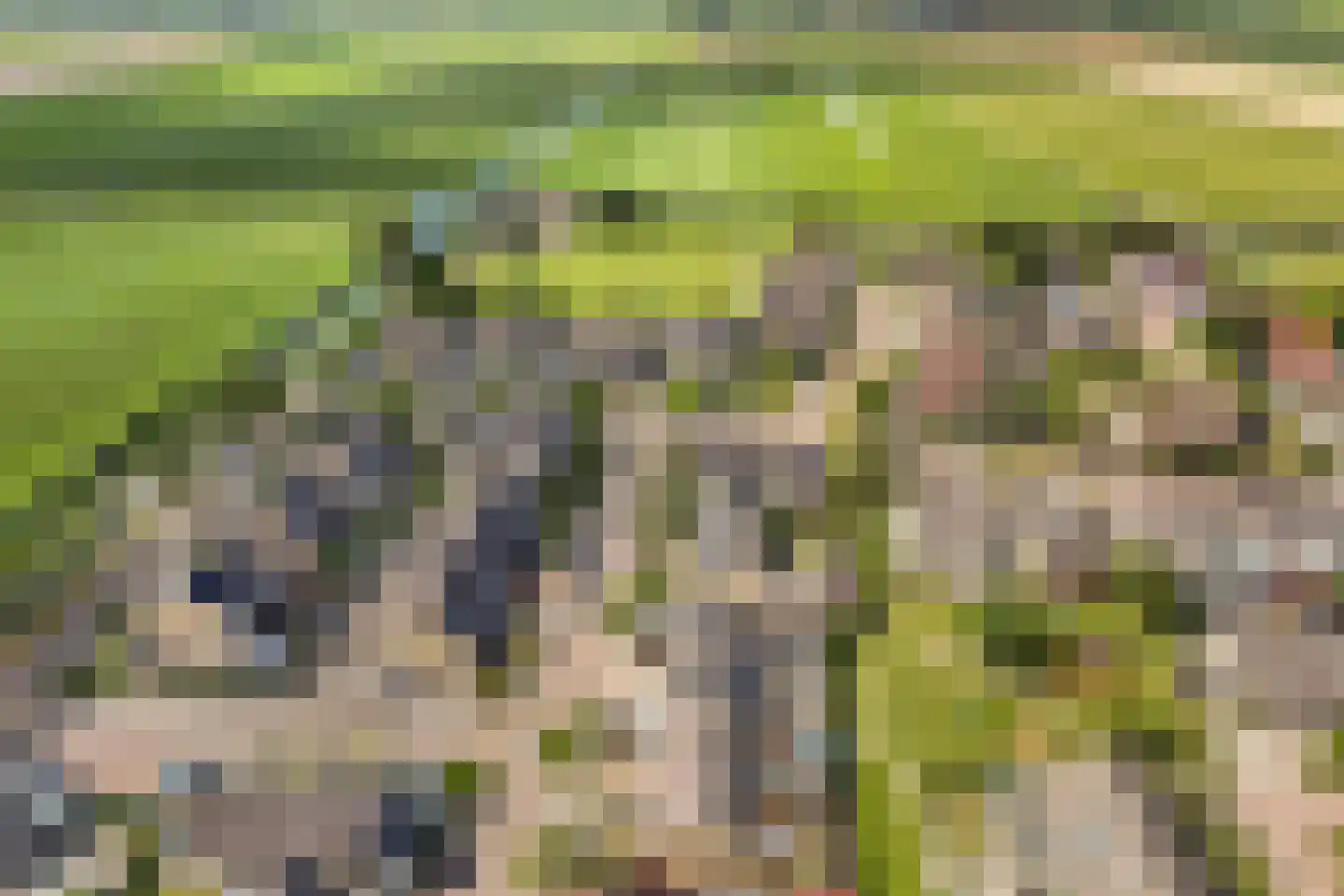 Krúswetter 6 Arum thumbnail 37
