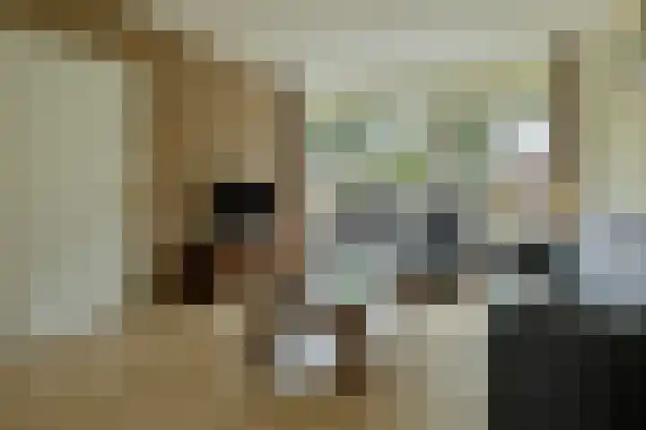 Kruzebrink 100 Heino thumbnail 8