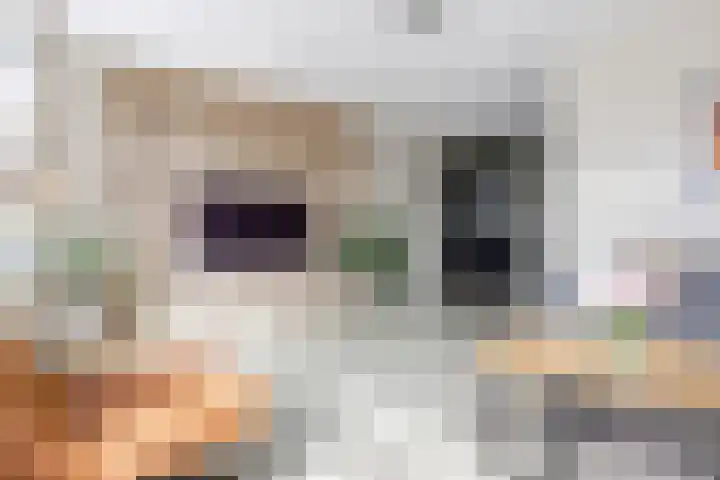Kuifeend 1 Bedum thumbnail 15