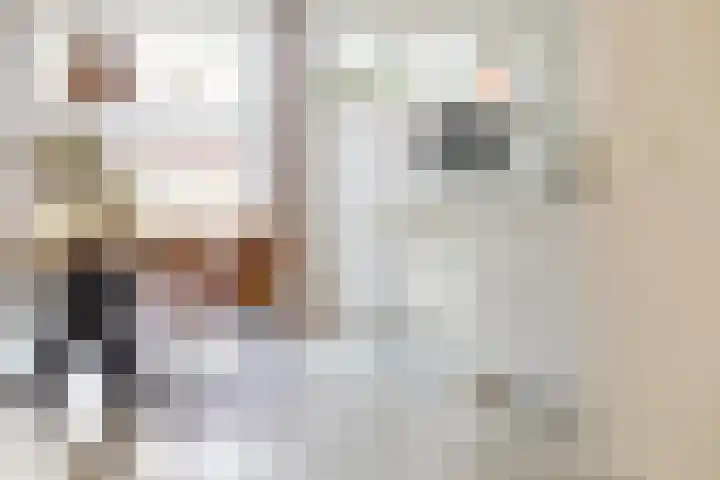 Kuifeend 1 Bedum thumbnail 17