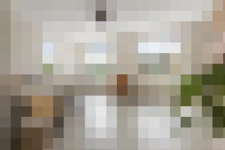 Kuifeend 1 Bedum foto 2