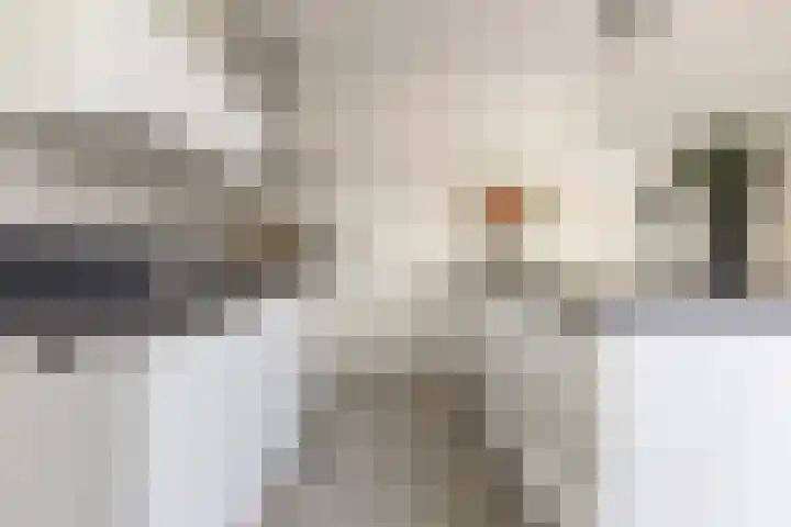 Kuifeend 1 Bedum thumbnail 21