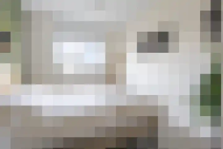 Kuifeend 1 Bedum thumbnail 27