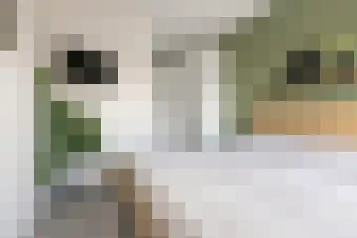 Kuifeend 1 Bedum thumbnail 28