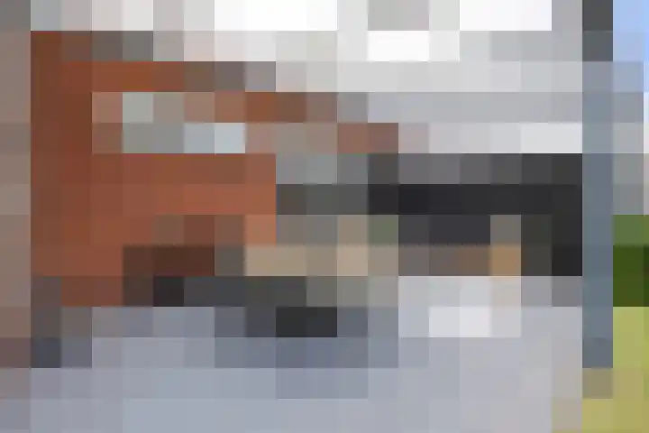 Kuifeend 1 Bedum thumbnail 40