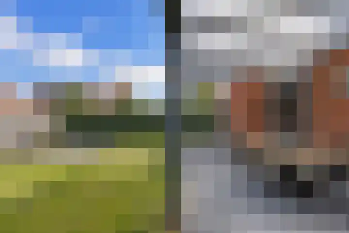 Kuifeend 1 Bedum thumbnail 41